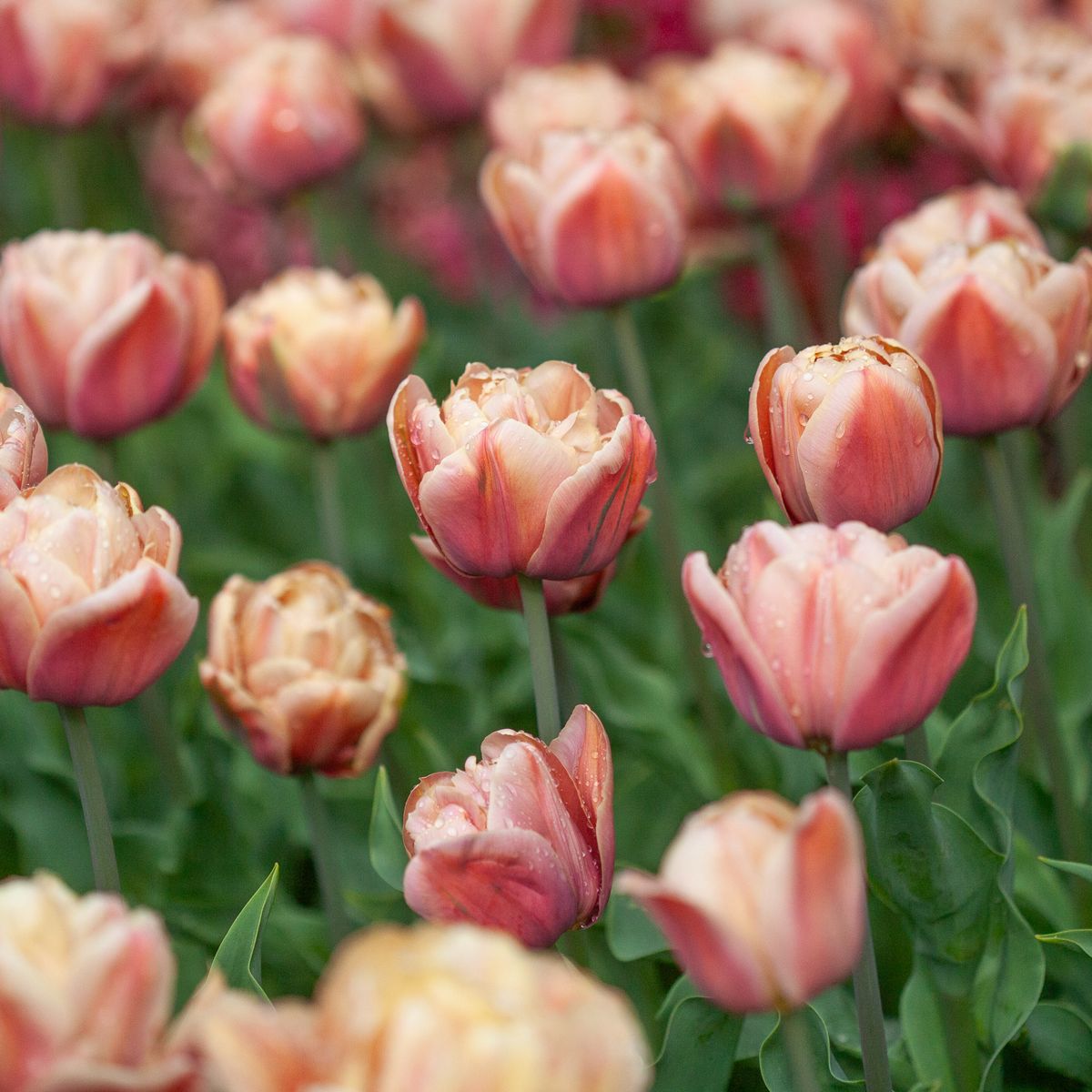 Tulipan 'La Belle Epoque' - 5 stk