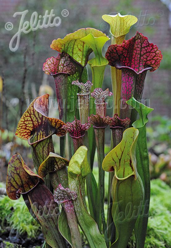 Fluetrompet 'New Hybrids Mixed' - Sarracenia