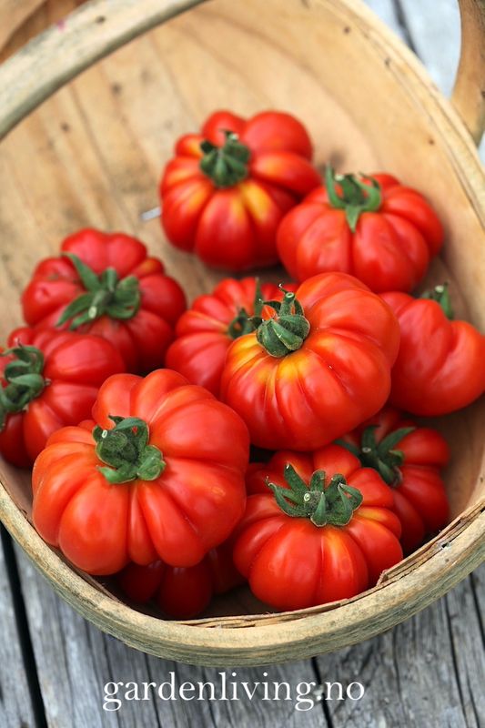 Drivhustomat 'Costoluto Di Parma', biff - Lycopersicon lycoper