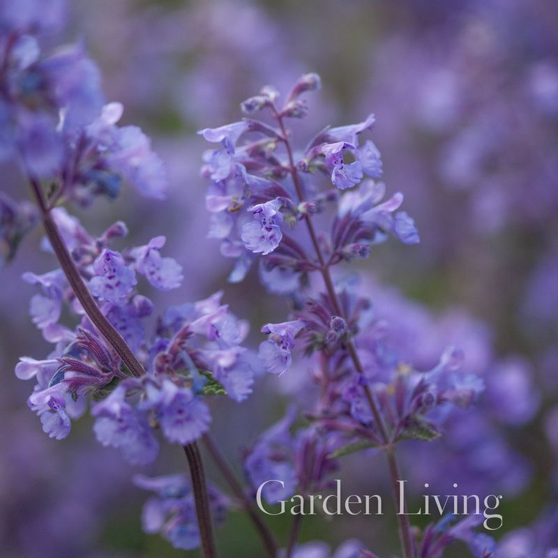 Kattemynte 'Walker's Low' - Nepeta fassenii