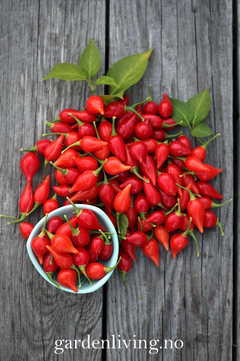 Chilipepper 'Biquinho Red' - Capsicum annuum