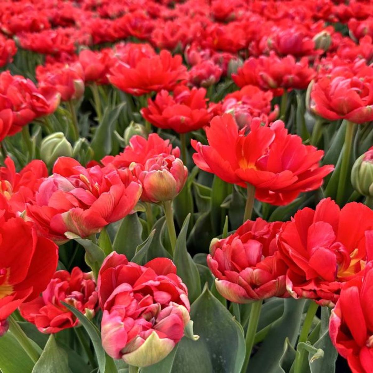 Tulipan 'Asian Beauty', tidlig dobbel - 10 stk