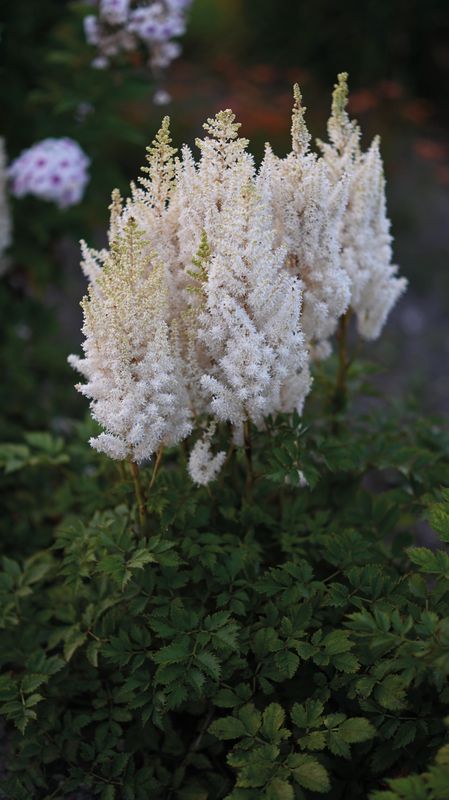 Kinaspir 'You and Me Together' ® - Astilbe chinensis 