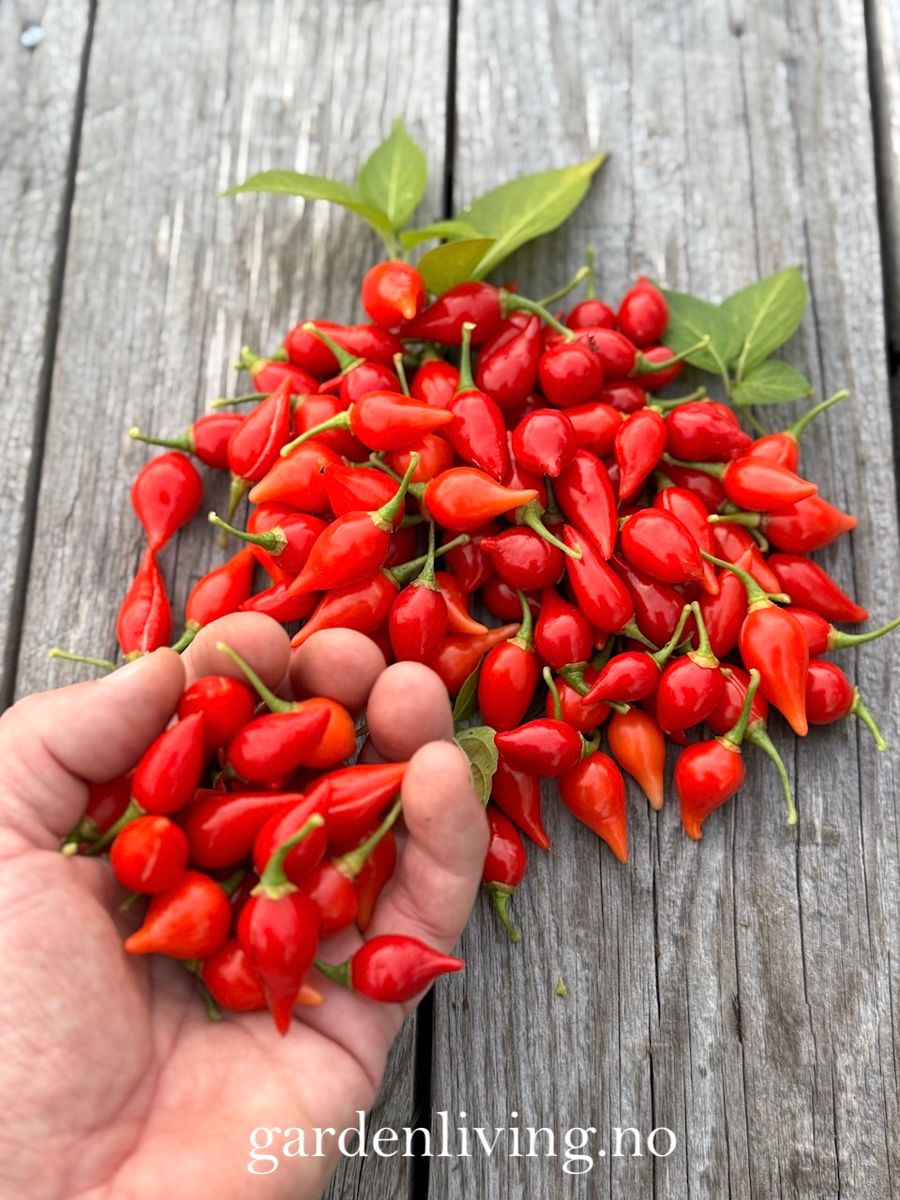 Chilipepper 'Biquinho Red' - Capsicum annuum