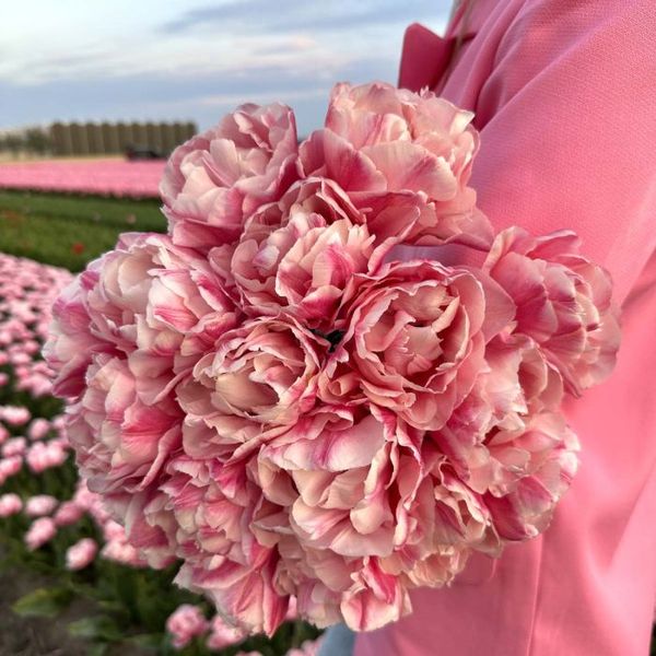 Hovedbilde Tulipan 'Quinty Trustfull’, tidlig dobbel - 10 stk