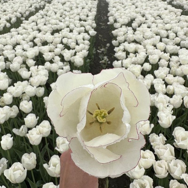 Tulipan 'Charlize' - 10 stk
