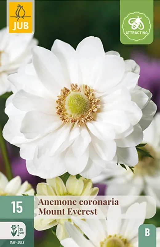 Kronsymre 'Mount Everest' - Anemone coronaria, 15 stk.