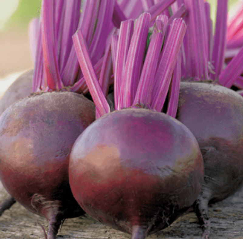 Rødbete 'Bettollo F1 - Beta vulgaris