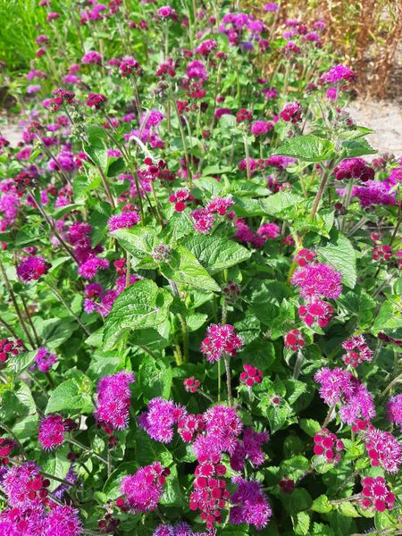 Hovedbilde Blåkorg 'Red Cutting' - Ageratum houstonianum