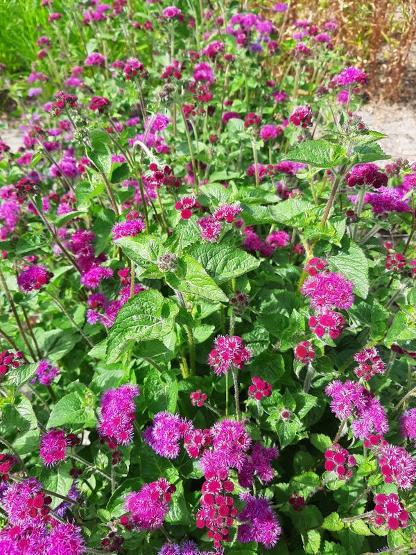 Blåkorg 'Red Cutting' - Ageratum houstonianum
