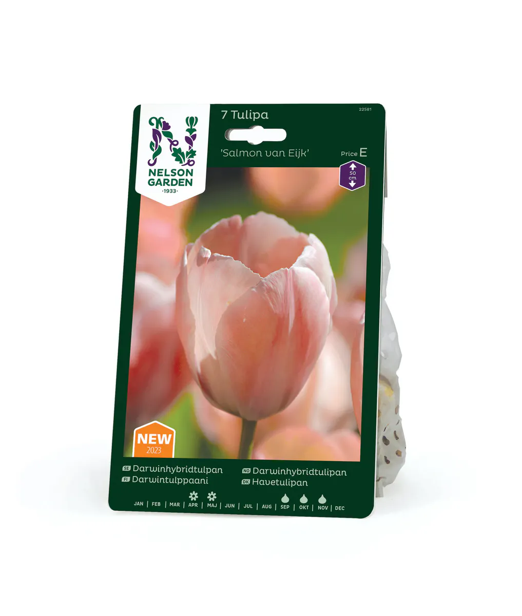 Tulipan 'Salmon Van Eijk', darwinhybrid - 5 stk