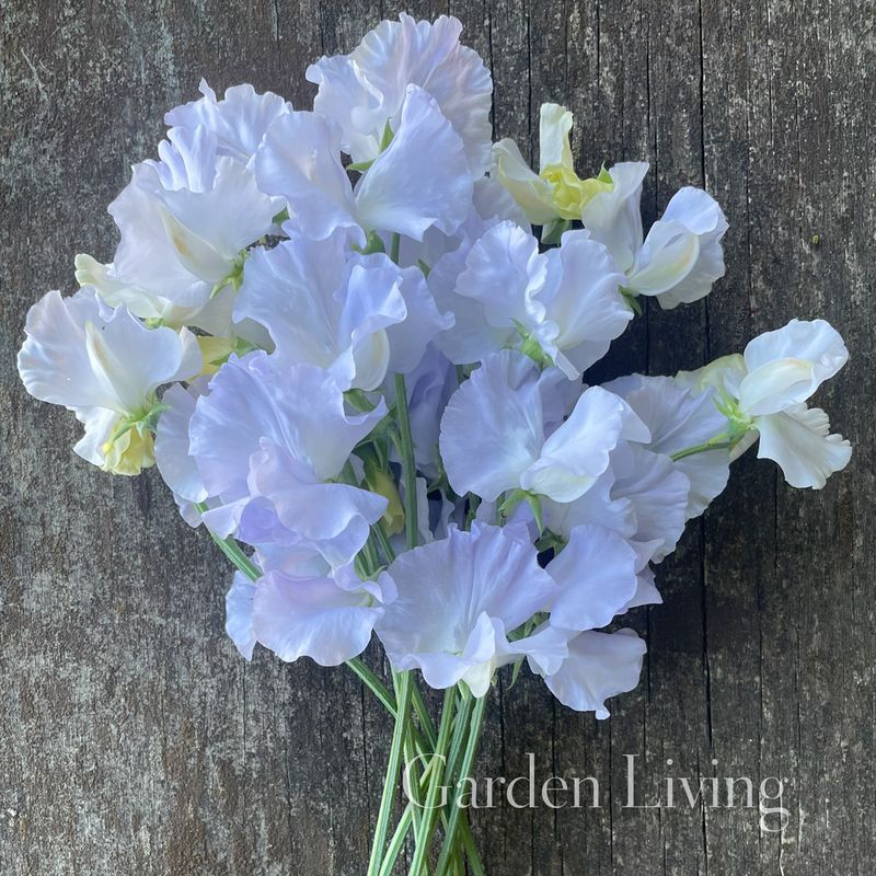 Blomsterert 'Beverly Ann' - Lathyrus odoratus 