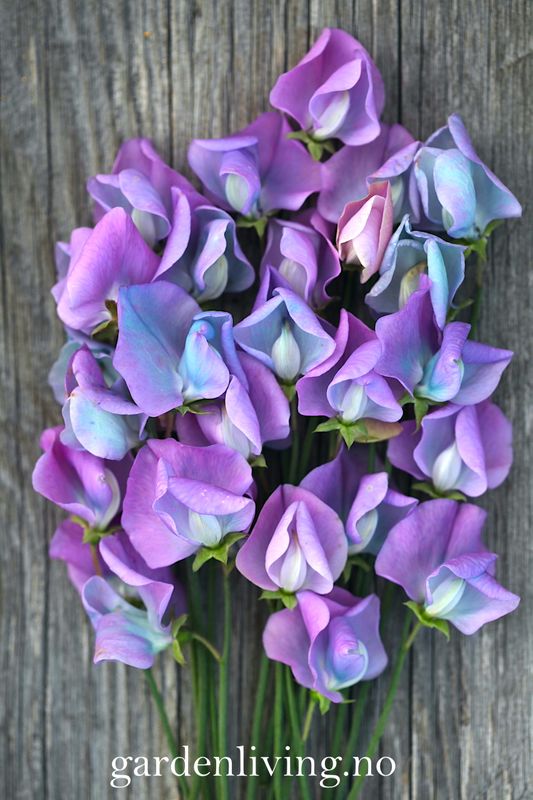 Blomsterert 'Turquoise Lagoon' - Lathyrus odoratus