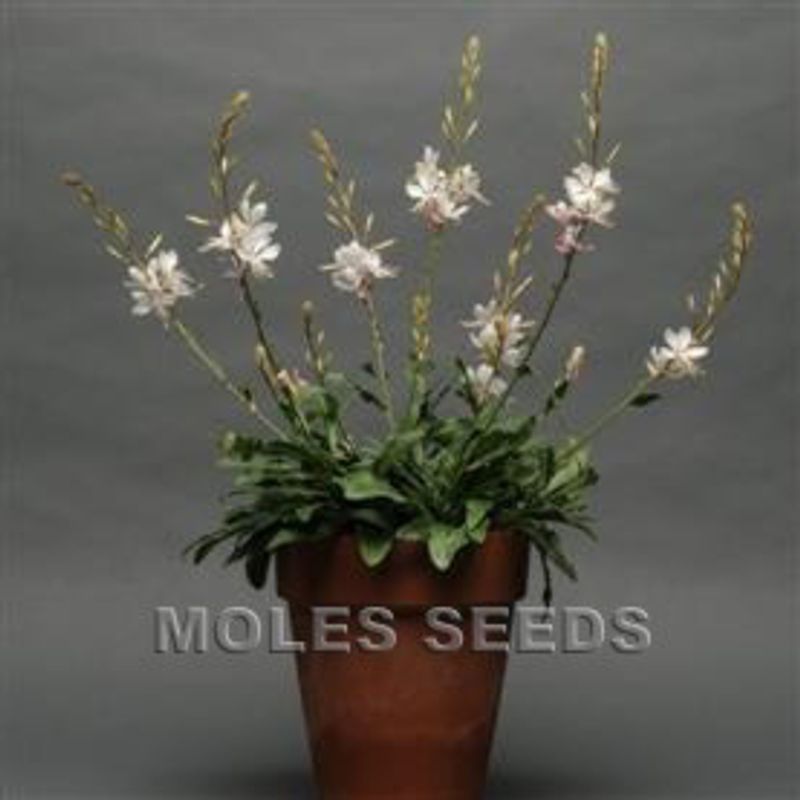 Sommerlys 'Sparkle White' - Gaura lindheimeri