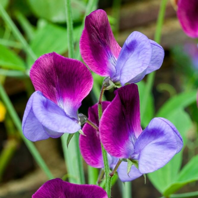 Hovedbilde Blomsterert 'Matucana' - Lathyrus odoratus 
