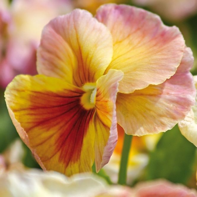 Hovedbilde Stemorsblomst 'Inspire Peach' F1 - Viola x wittrockiana