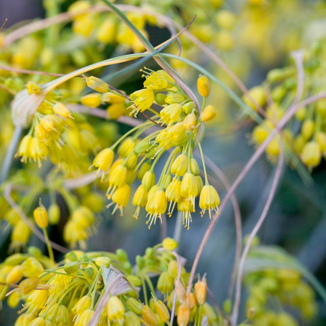 Hovedbilde Doggløk - Allium flavum ssp. flavum - 4 stk
