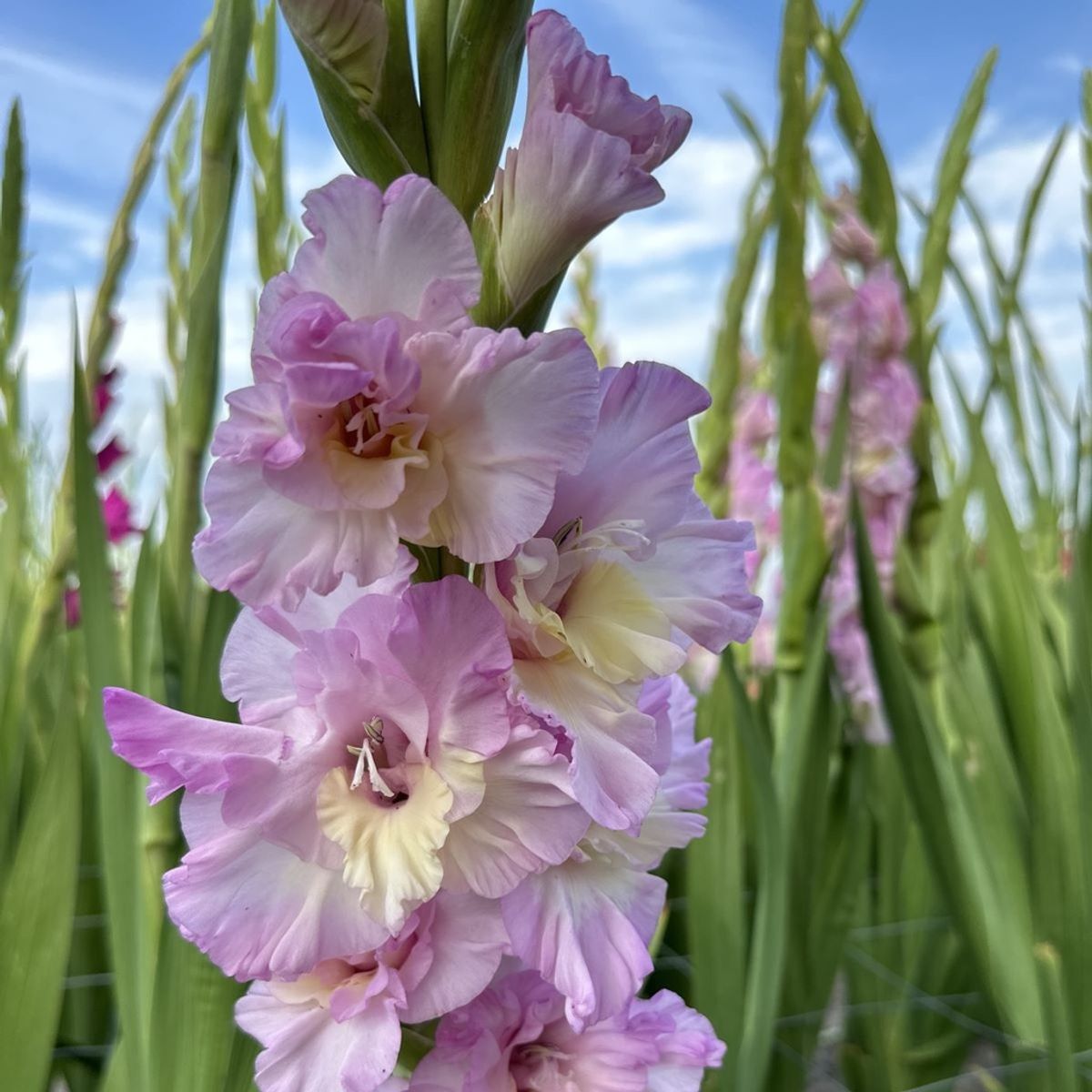 Gladiol 'Magenta Princess' - Gladiolus, 10 stk.