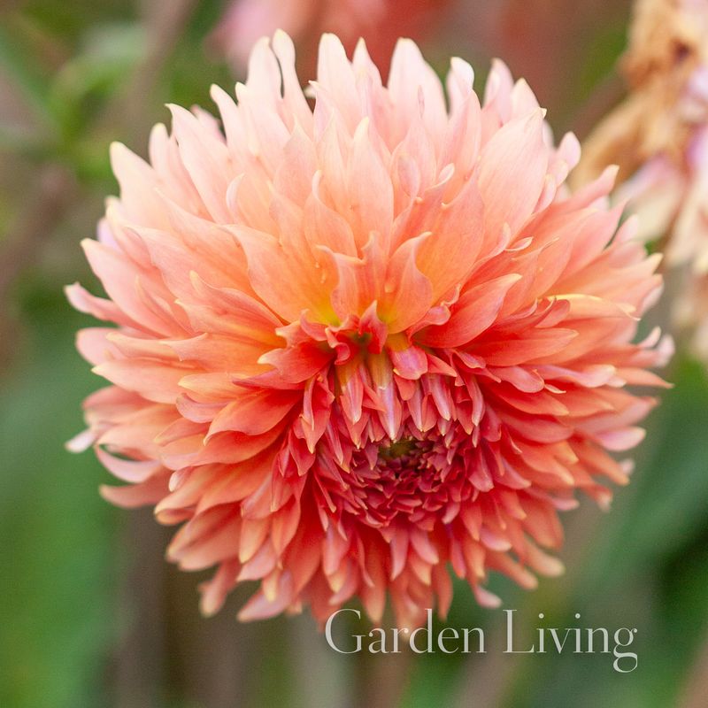 Georgine 'Orange Fubuki' - Dahlia x cultorum, 1 stk.