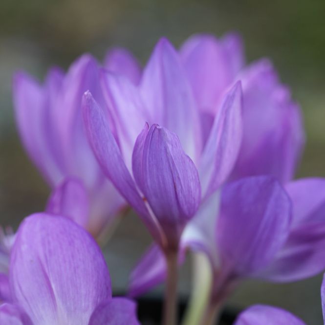 Hovedbilde Prakttidløs 'The Giant' - Colchicum - 1 stk