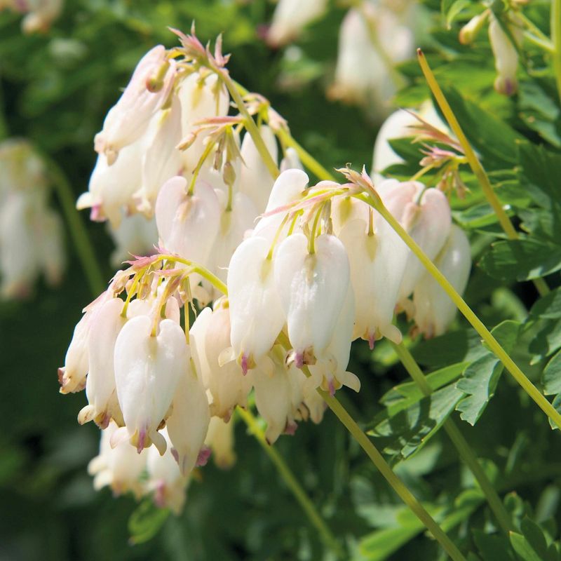 Småhjerte 'Aurora' - Dicentra formosa