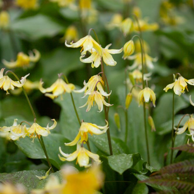 Hovedbilde Hundetann ’Pagoda’ - Erythronium - 3 stk