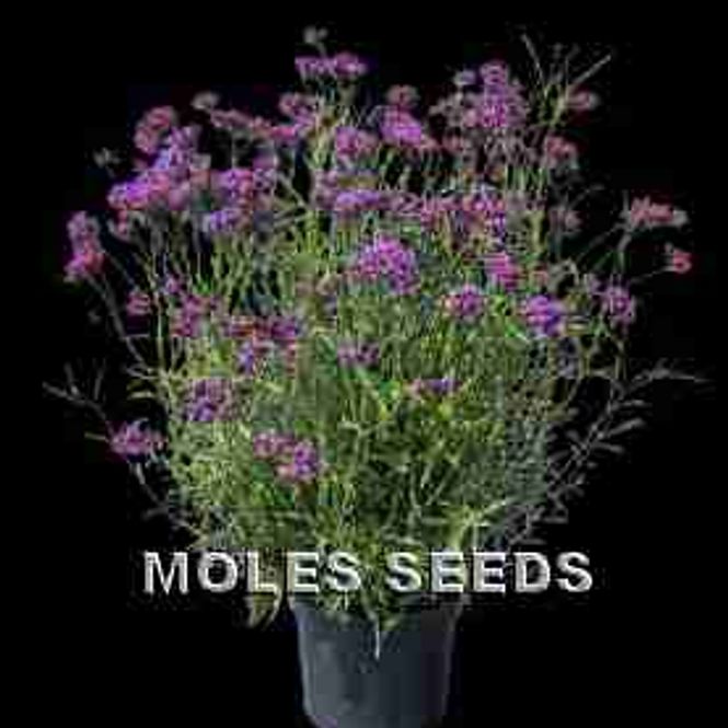 Hovedbilde Kjempeverbena 'Vanity' - Verbena bonariensis