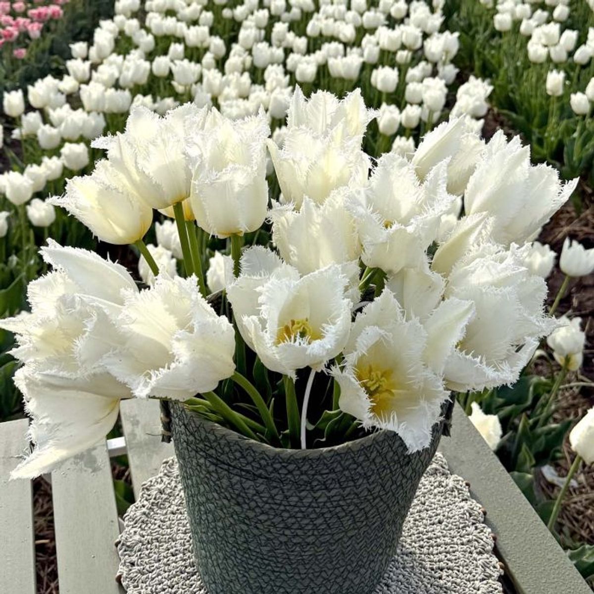Tulipan 'Cricko', frynsetulipan - 10 stk