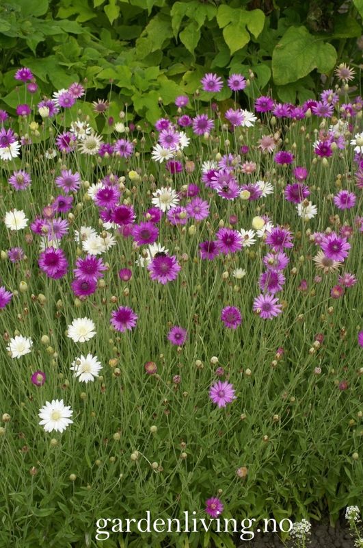 Papirblomst 'Mixed' - Xeranthemum annuum