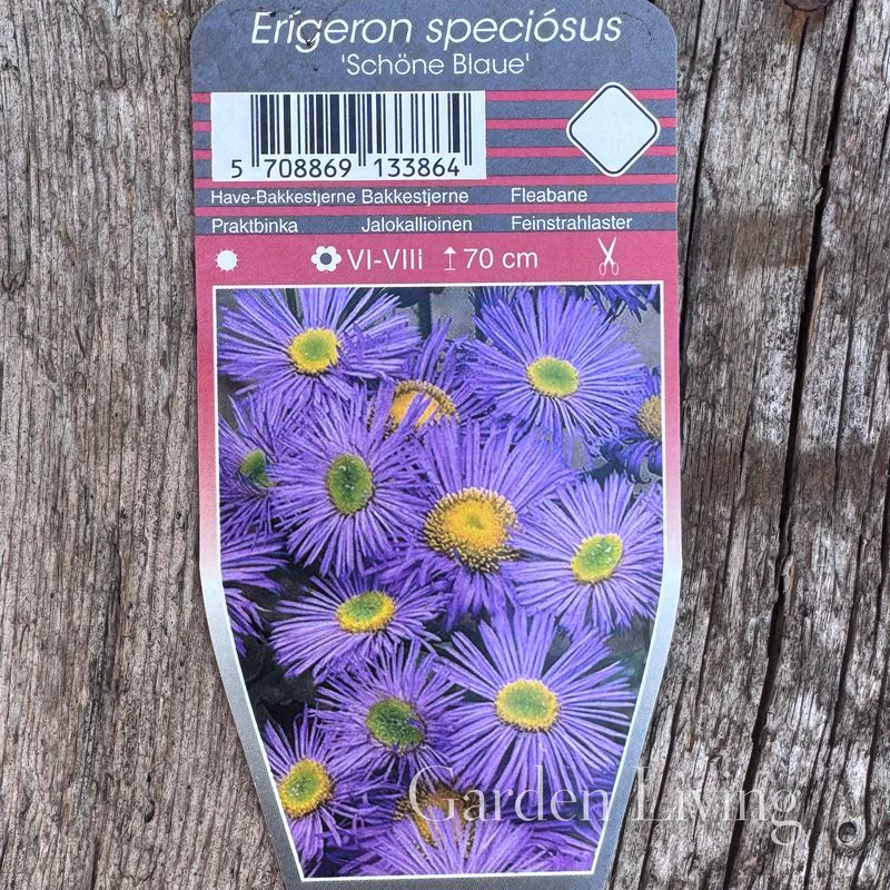 Praktbakkestjerne 'Schöne Blaue' - Erigeron speciosus