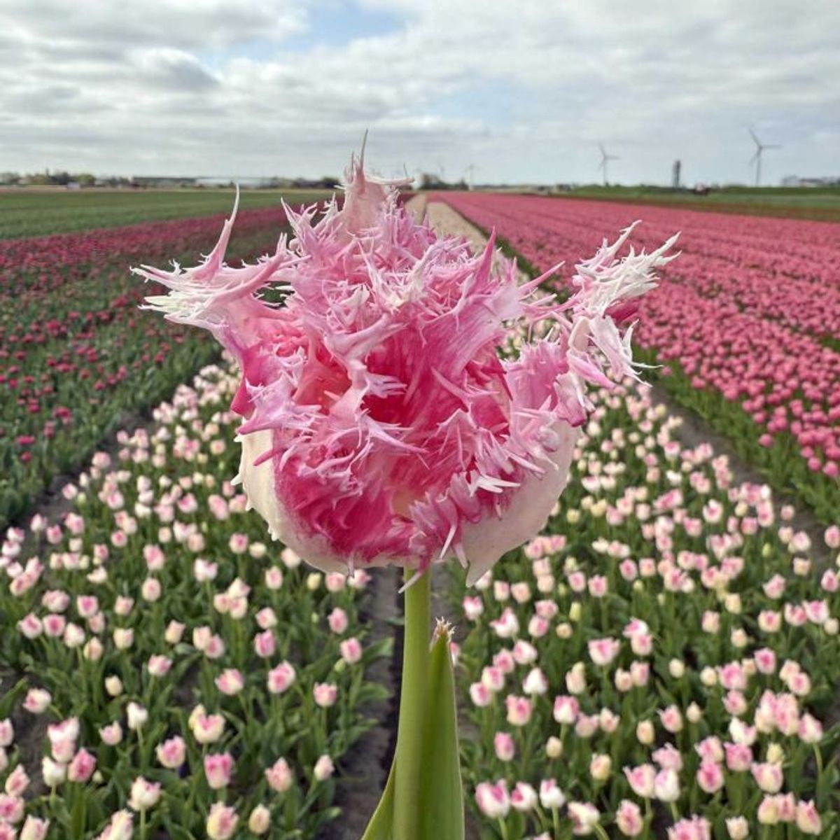 Tulipan 'Drakensteyn', frynsetulipan - 10 stk