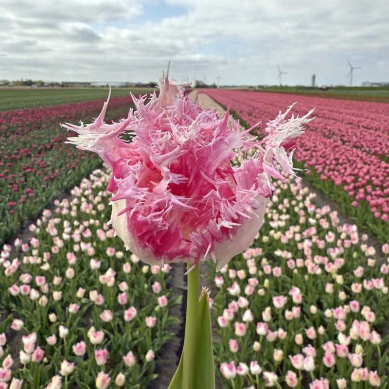Tulipan 'Drakensteyn', frynsetulipan - 10 stk