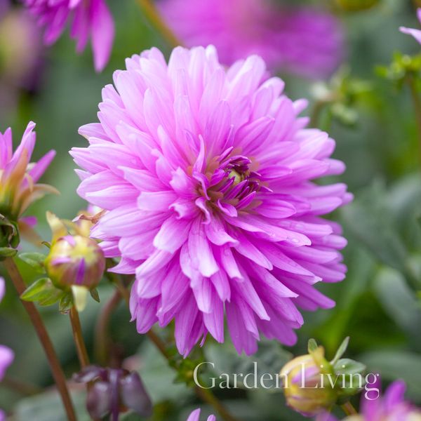 Hovedbilde Georgine 'Elga' - Dahlia x cultorum, 1 stk.