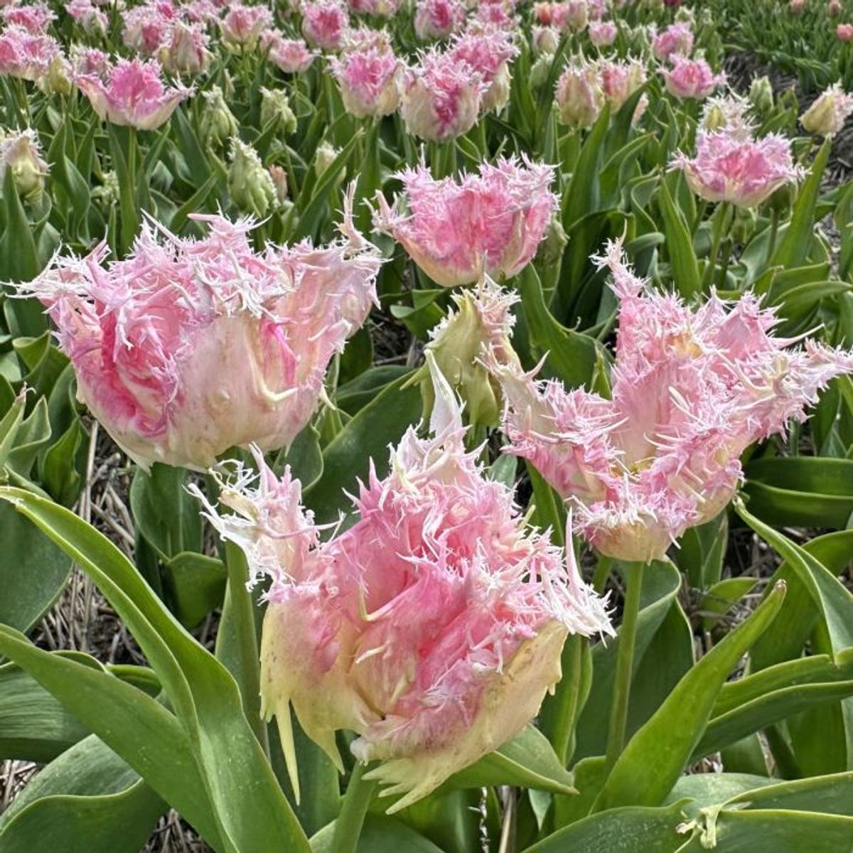 Tulipan 'Drakensteyn', frynsetulipan - 10 stk
