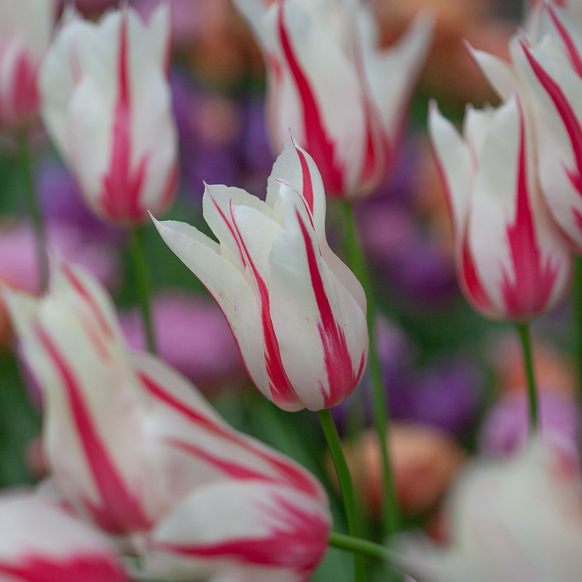Tulipan 'Marilyn', liljeblomstrende - 8 stk