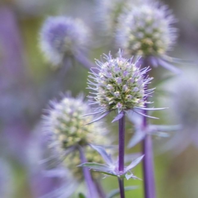 Hovedbilde Hagestikle 'Blue Glitter' - Eryngium planum 