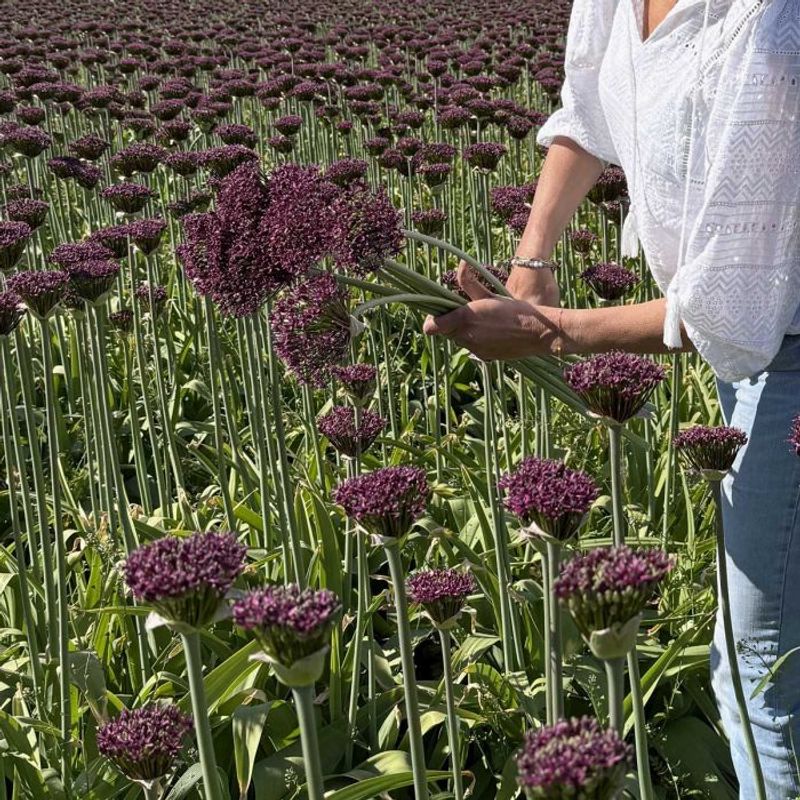Prydløk 'Magic' - Allium - 10 stk