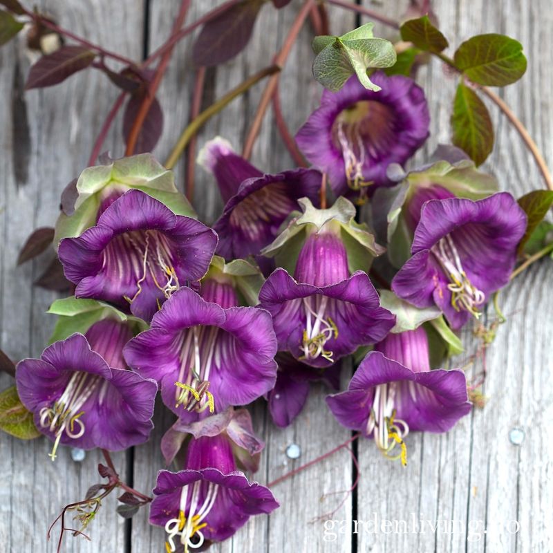 Klokkeranke - Cobaea scandens