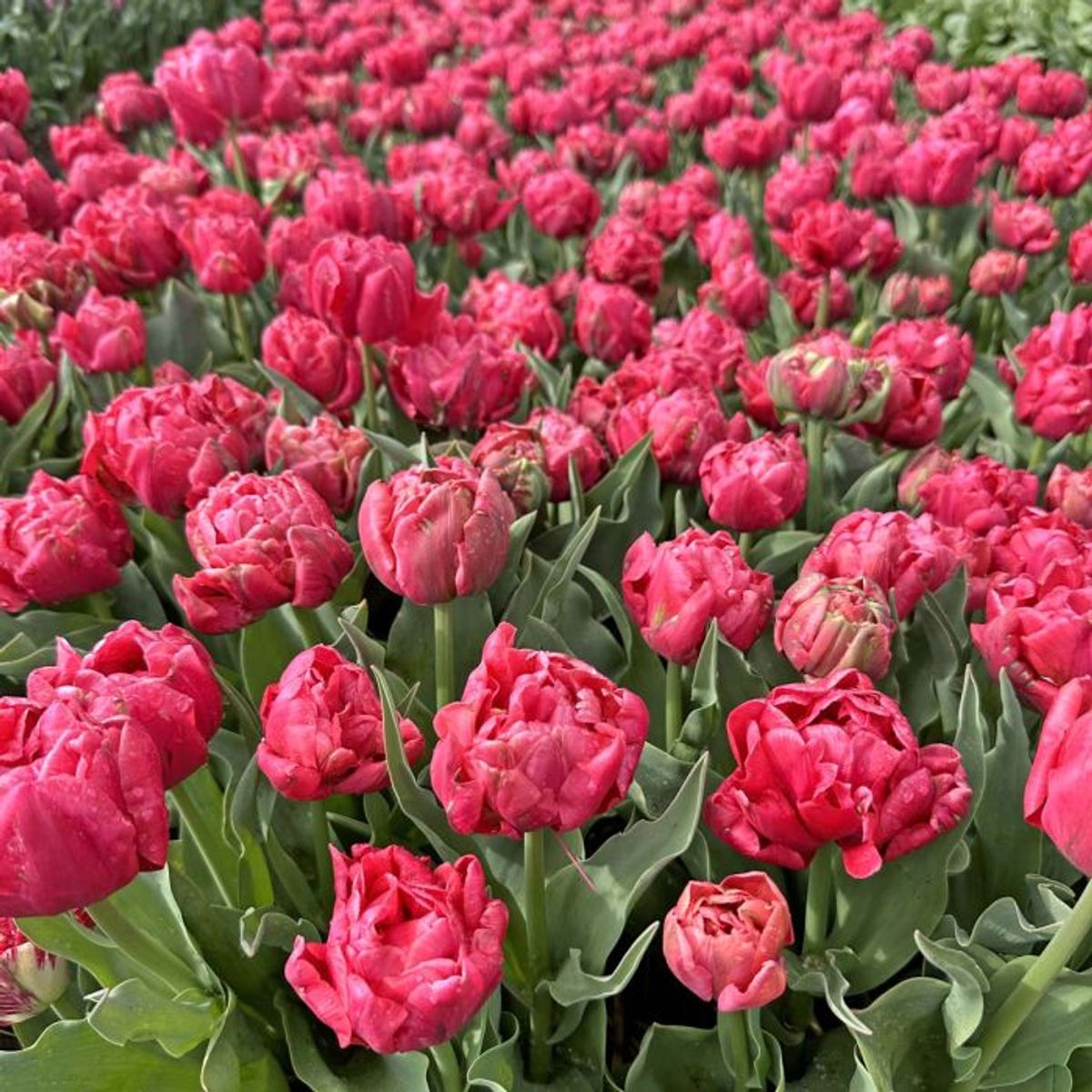 Tulipan 'Adore', sen dobbel - 10 stk