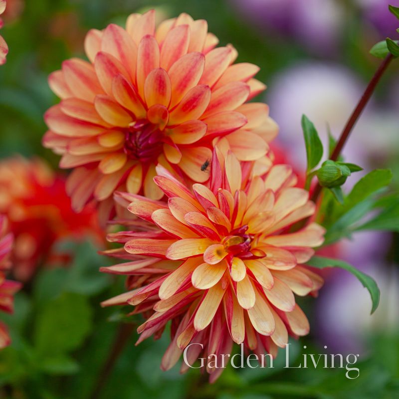 Georgine 'Crazy Legs' - Dahlia x cultorum, 1 stk.