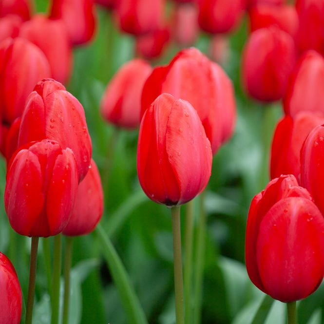 Hovedbilde Tulipan 'Red Impression', darwinhybrid - 7 stk
