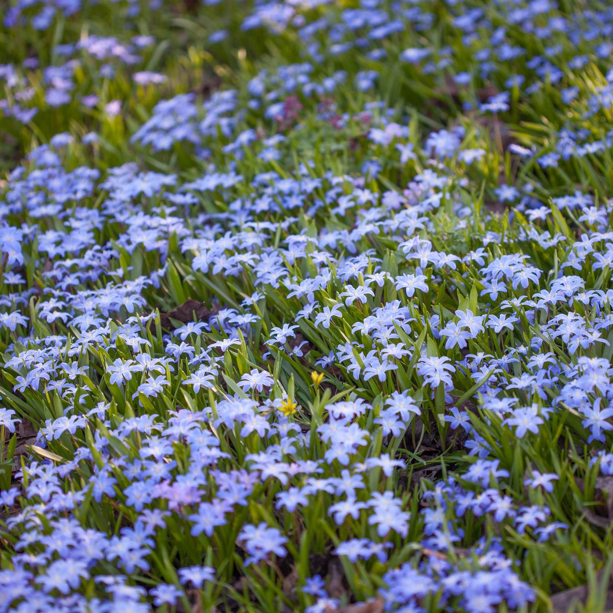 Minnesnøstjerne - Chionodoxa luciliae - 20 stk