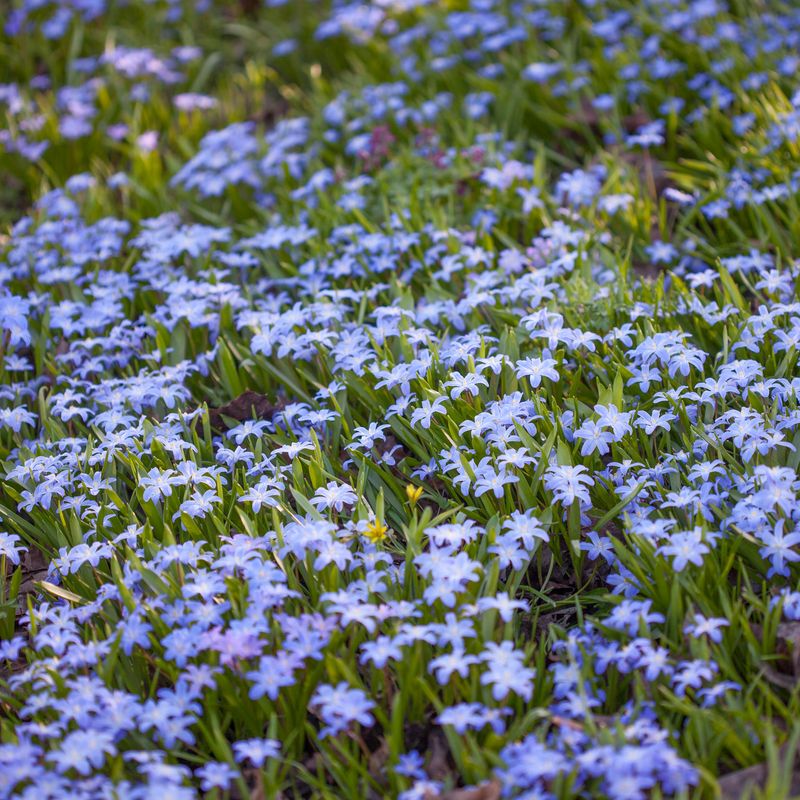 Minnesnøstjerne - Chionodoxa luciliae - 20 stk