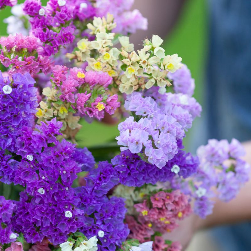 Knerisp 'Art Shades Mixed' - Limonium sinuatum