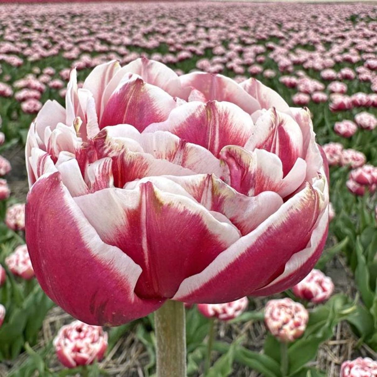 Tulipan 'Sarana', sen dobbel - 10 stk