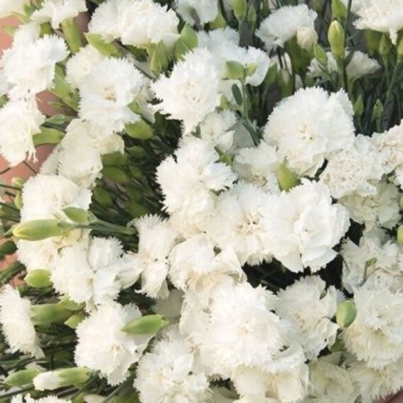 Hagenellik 'Jeanne Dionis' - Dianthus caryophyllus
