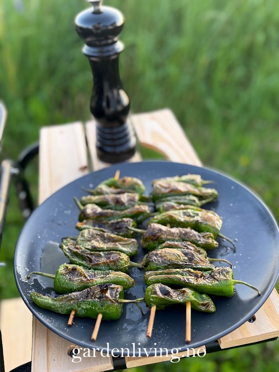 Chilipepper 'Padron' - Capsicum annuum 