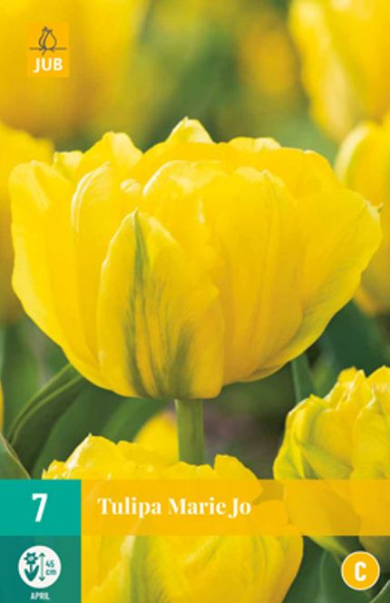 Hovedbilde Tulipan 'Marie Jo', Tidlig dobbel - 7 stk