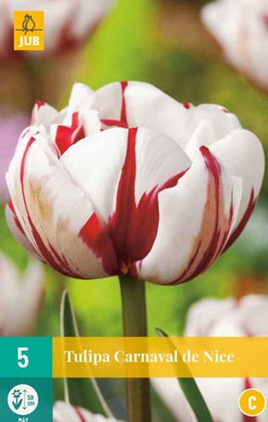 Hovedbilde Tulipan 'Carnaval De Nice’, Sen dobbel - 5 stk