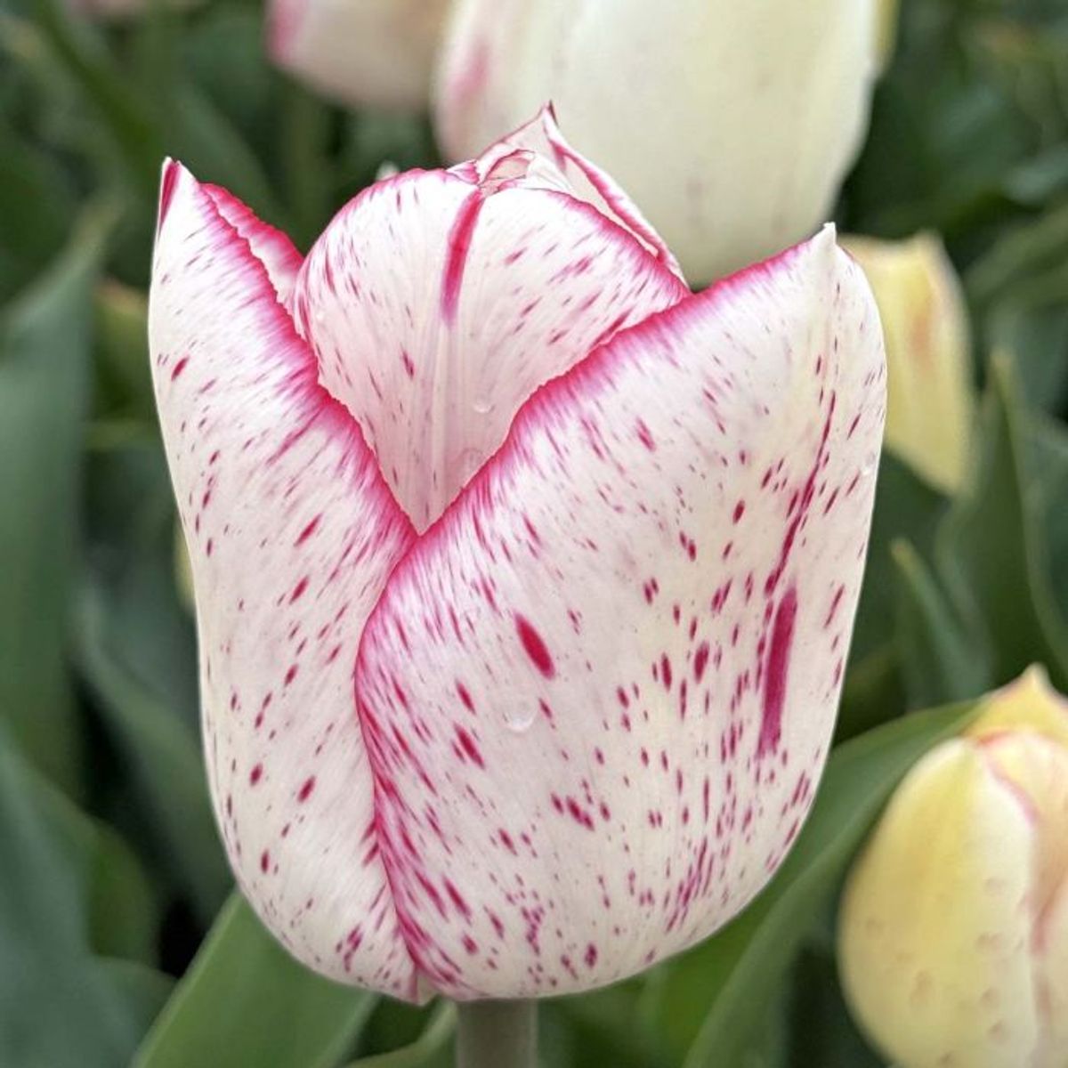 Tulipan 'Pink Frost', tidlig enkel - 10 stk